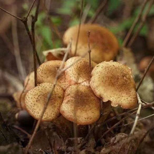 喷水就活，反复出菌，送种植说明