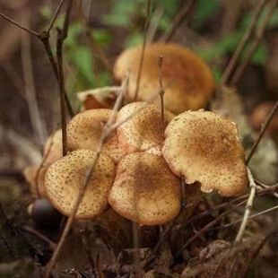 新品热销!【四季可种榛蘑种】农友推荐正宗食用菌室内外庭院种植