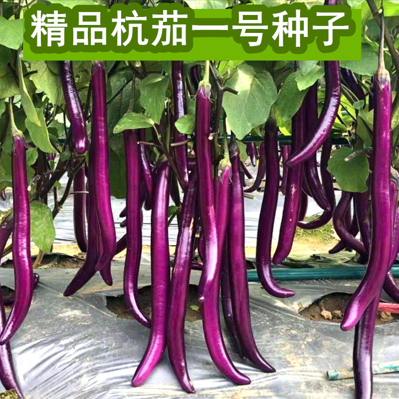 杭茄一号四季高产特大种子