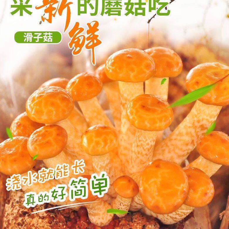 喷水就活,反复出菌,送种植说明