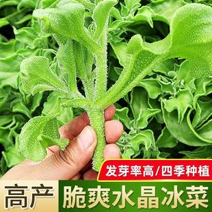 水晶冰菜种子盆栽蔬菜种籽种冰草苗四季秋冬季菜种籽大全野菜种孑