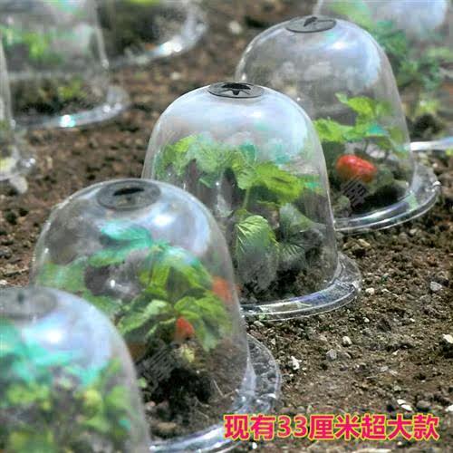 盆多肉塑料圆形花盆闷养罩保湿玉露十二卷盖子保温播种扦插