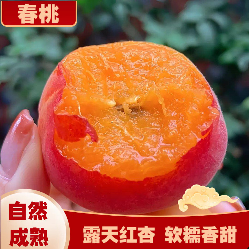现摘胭脂红杏软糯香甜