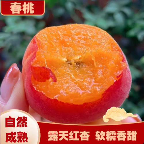 现摘胭脂红杏软糯香甜