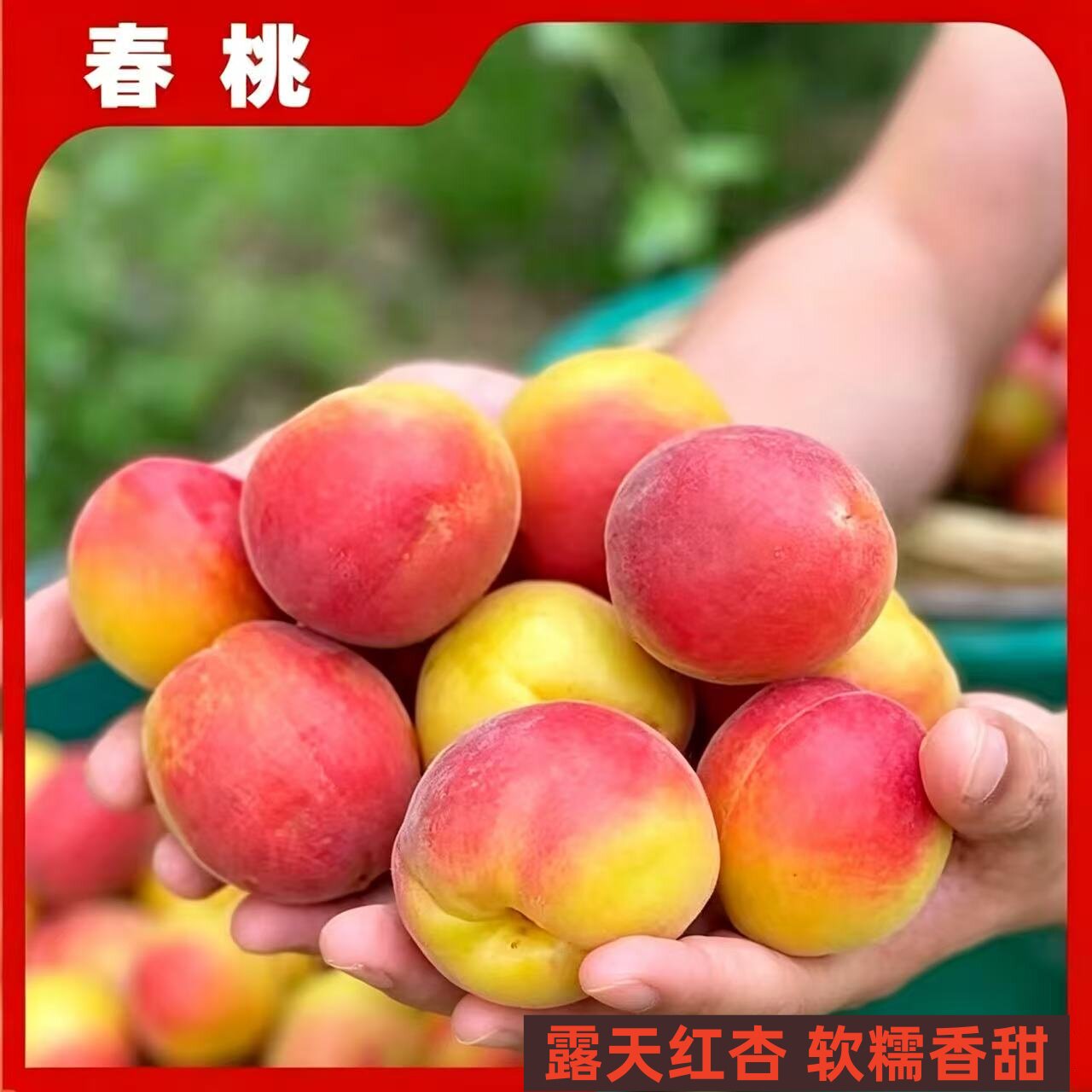 河北现摘水果贵妃胭脂红杏子 串枝红杏软糯香甜 夏季新鲜水果5斤
