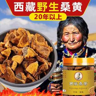 正宗西藏野生桑黃30年桑樹桑黃正品 500g 黃金桑黃靈芝茶100