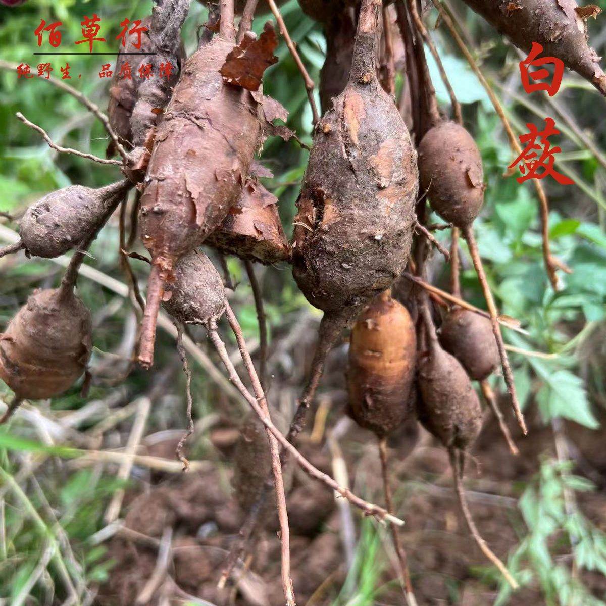 清热消痈散结敛疮生肌新鲜白蔹猫儿卵子山地瓜纯天然野生白蔹新鲜