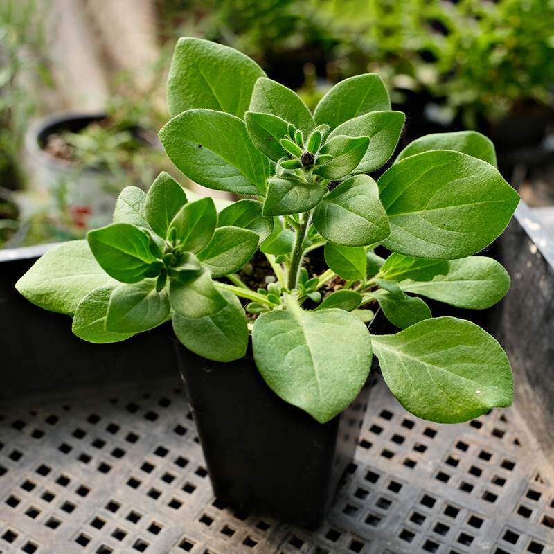 垂吊矮牵牛花苗小苗种子籽重瓣冰淡紫星空大花四季开花阳台盆栽