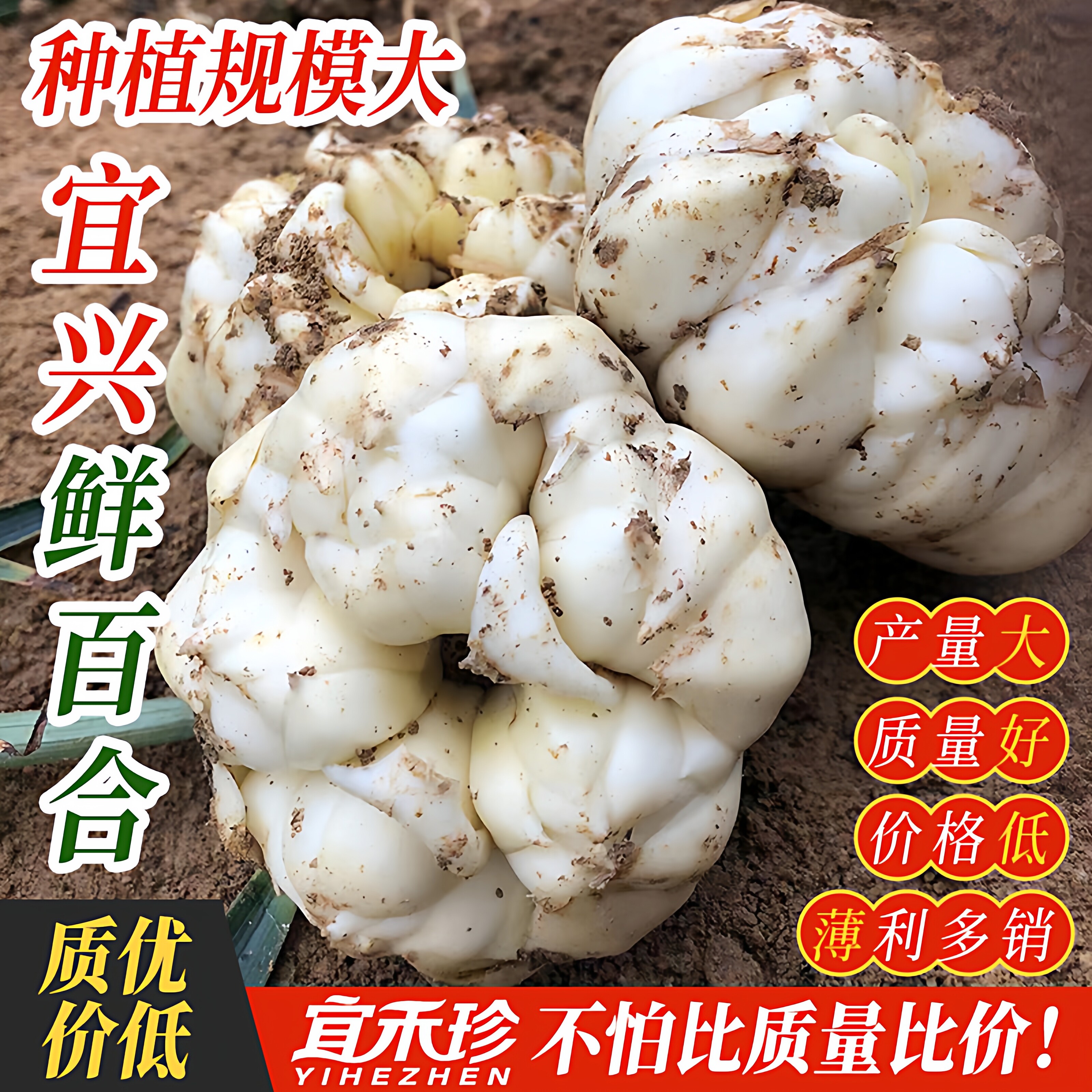 正宗的宜兴2026新百合大食用江苏白鲜土特级江苏生特产官方旗舰店图片
