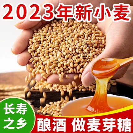 河南带麸皮小麦粒2023年种子100斤做麦芽糖的批食用磨面发芽农家