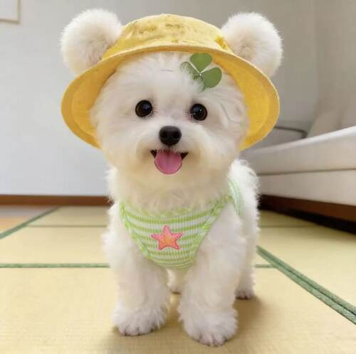 宠物可爱比熊狗狗帽子露耳朵夏季薄款防晒遮阳猫咪外出装饰渔夫帽