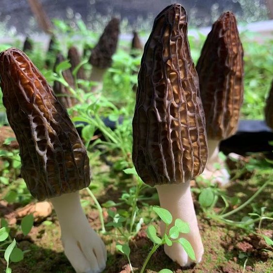 有机羊肚菌干货云南特产煲汤烧菜鲜香食材深山有机羊肚菌