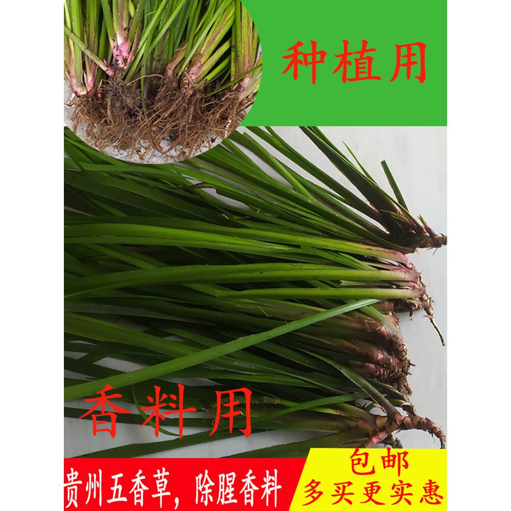 贵州特产调味香料山奈去腥除味五香草随手香新鲜带根盆栽1斤三赖