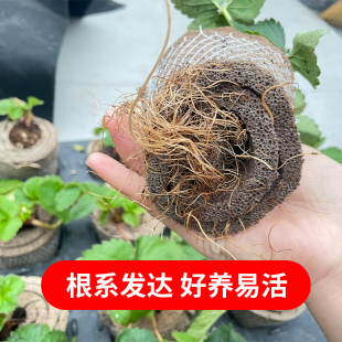 无土奶油草莓苗盆栽带盆种籽可食用红颜四季 结果阳台种植新苗秧