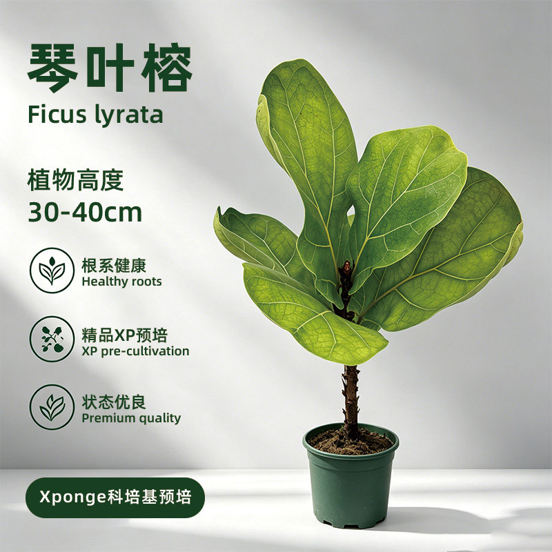 无土XP琴叶榕绿植盆栽卧室内客大型绿植/成品组合盆