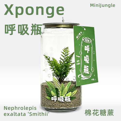 xponge迷你呼吸瓶植盆栽桌面绿植微景观净化空气趣味教师节送礼
