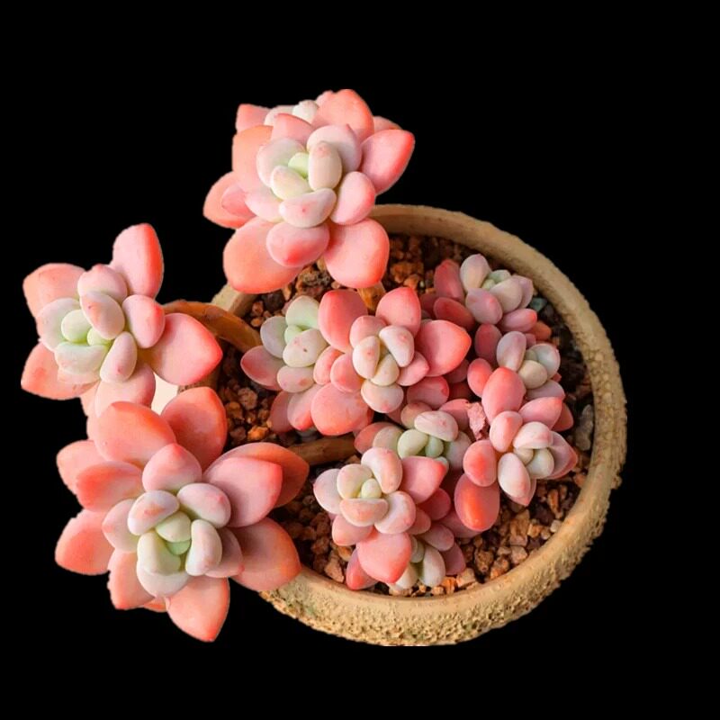 洛神群生老桩多肉杂交品种紫色粉色系多肉植物窗台楼顶绿植大盆栽