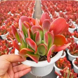 多肉植物火狐狸巨型大棵办公室室内阳台组合盆栽新款绿植稀有贵货