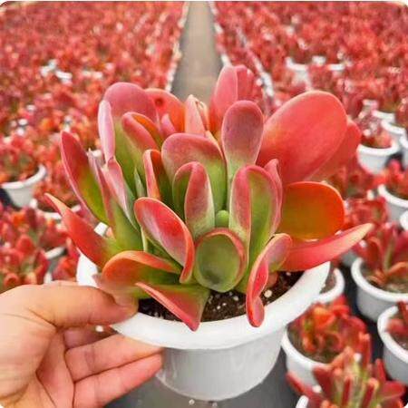 多肉植物火狐狸巨型大棵办公室室内阳台组合盆栽新款绿植稀有贵货