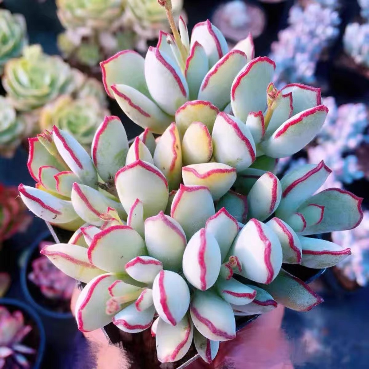 巧克力线福娘多肉植物易爆盆群生多头肉肉创意盆栽花卉绿植