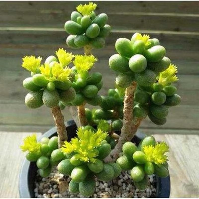 露养多肉植物基地直发绿龟卵阳台室内盆栽新手推荐易养美观吸