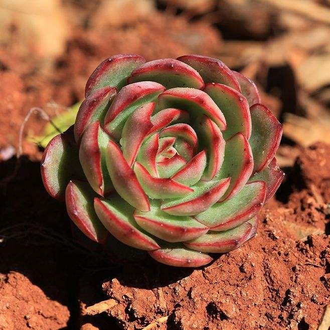 宝莉安娜 保利安娜果冻色血斑多肉植物一物一拍办公室微景观盆栽