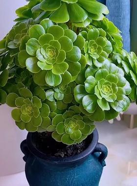 绿玫瑰法师老桩绿羊绒法师多肉植物大颗多头特价超大花卉好养盆栽