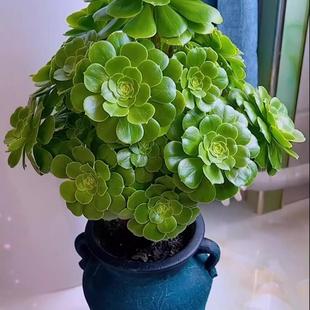 绿玫瑰法师老桩绿羊绒法师多肉植物大颗多头特价超大花卉好养盆栽