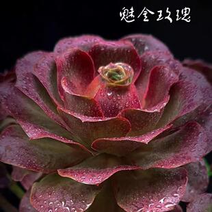 魅金玫瑰法师多肉植物好养超大颗多肉盆栽花卉植物