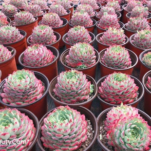 朱砂痣多肉植物好养室内趣味美观阳台夏季易活花卉绿植盆栽