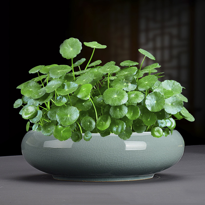 水养铜钱草草籽种子大叶子特大子种种籽水培植物花卉招财盆栽室内