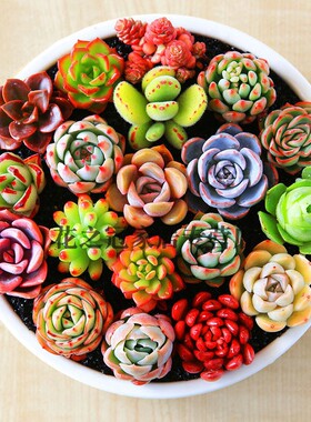 1元花之冠多肉植物百款多肉组合绿植盆栽室内老桩盆栽新手套装