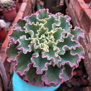 多肉植物全疣石莲高沙大包菜高砂之翁缀化办公室桌面花卉超大趣味