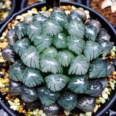 潘氏冰灯玉露多肉植物十二卷属新手组合办公室桌面花卉绿植盆栽