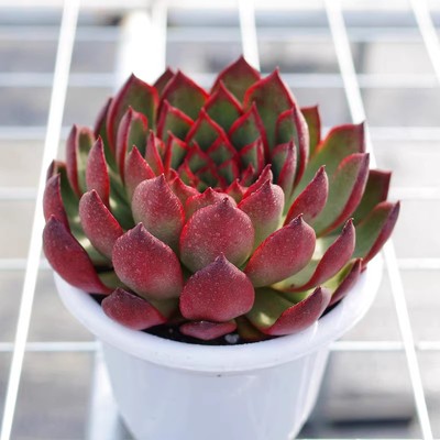 巨型多肉植物大单头红东云多肉植物稀有盆栽名贵多肉