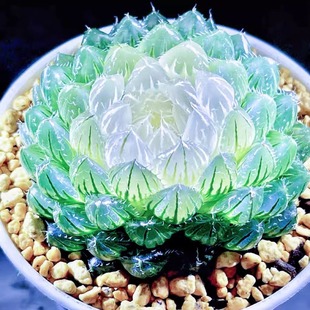 白莲花玉露翠云锦十二卷多肉植物黄金玉露冰灯室内办公室花卉