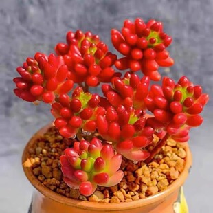 虹之玉多肉植物超大颗老桩群生云南肉肉花卉含盆好养大盆阳台盆栽