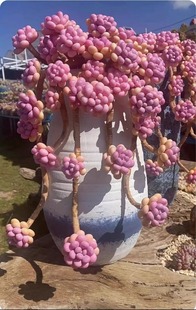 桃蛋多肉植物 腰子蛋多头老桩入门优质盆栽室内阳台办公室花卉