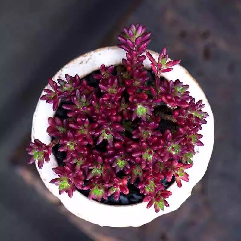 紫米粒多肉植物新手好养肉肉植物四季盆栽绿植花卉多肉