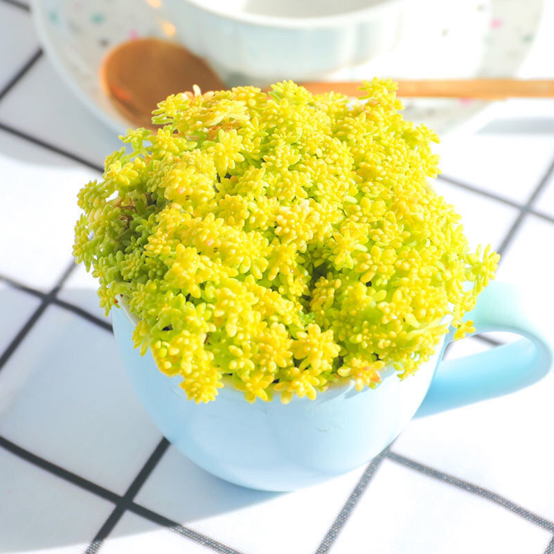 黄金万年草花铺面草黄金草多肉用作护盆草点缀花盆植物阳台好养活