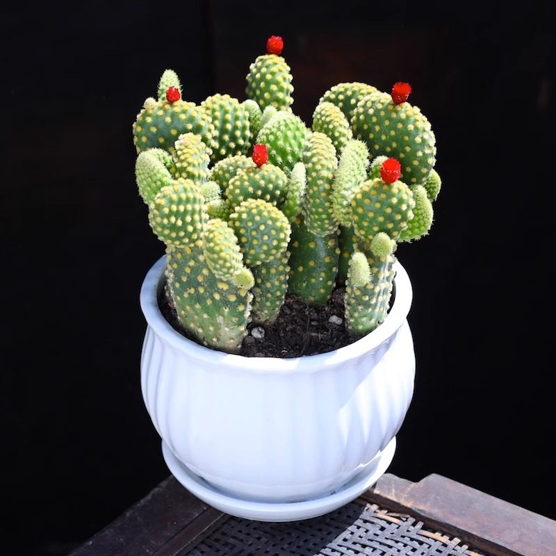 黄毛掌仙人掌多肉植物可爱兔耳朵夏季好养新手盆栽花卉绿植耐旱耐