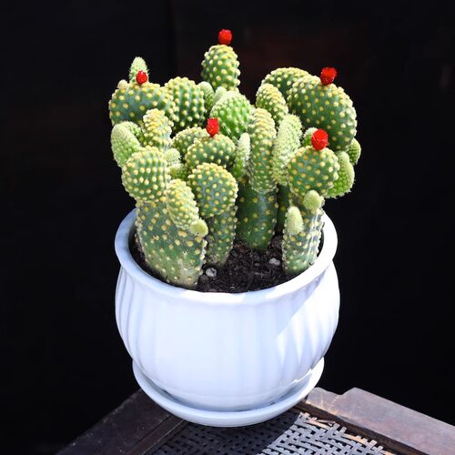 黄毛掌仙人掌多肉植物可爱兔耳朵夏季好养新手盆栽花卉绿植耐旱耐