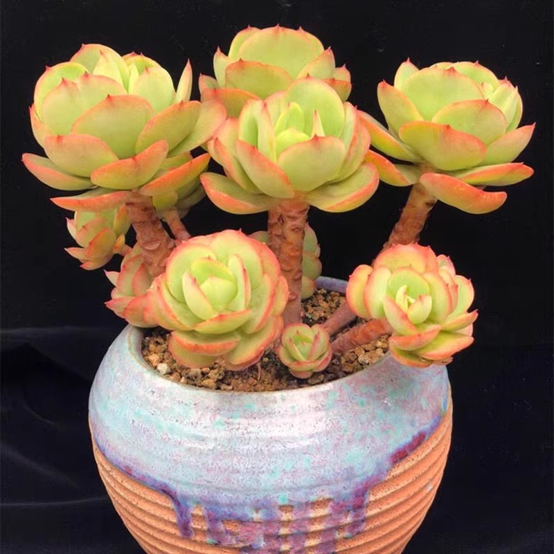 奶油鸡蛋碧桃老桩群多肉植物肉肉小盆景奇趣居家办公室内阳台盆栽