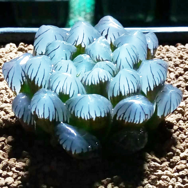 超美稀有高级进口多肉植物蓝镜玉露新手好养办公室内花卉盆栽阳台