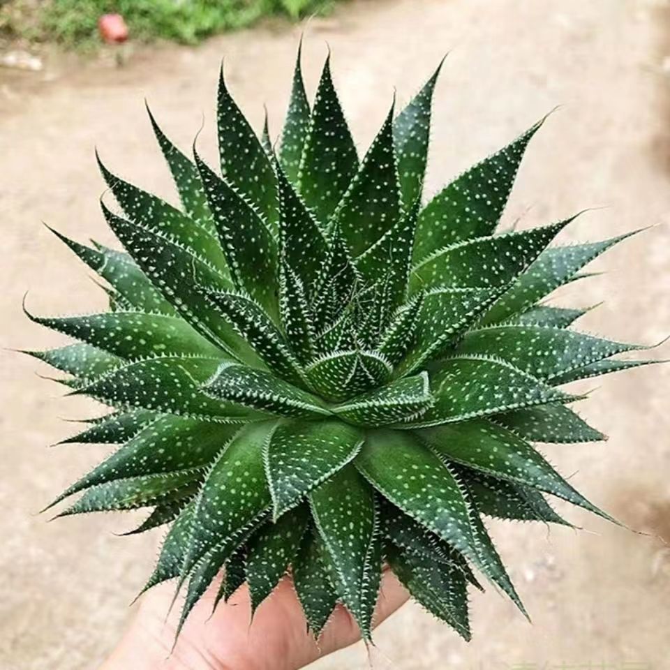 波露多肉植物大棵雪花芦荟绿植不夜城芦荟盆栽