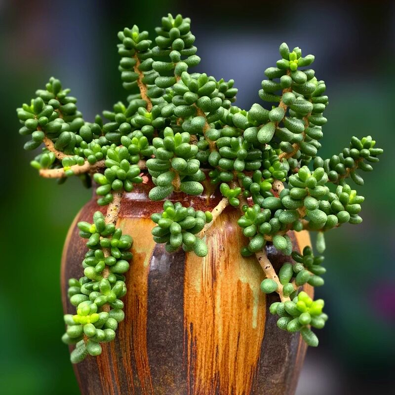 绿龟之卵多肉植物进口组合绿植迷你贵货盆栽花卉绿毛豆多肉绿毛豆