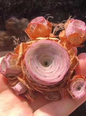 粉耶罗粉山地玫瑰 蜜桃杯酒杯白玉鸡蛋多肉组合盆栽 山地玫瑰