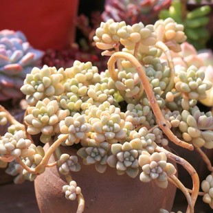 丸叶姬秋丽老桩 悬崖桩大颗多肉植物易养爆盆阳台庭院好养好繁殖