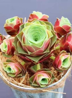 水蜜桃玫瑰多肉植物山地玫瑰酒杯玫瑰耶罗鸡蛋玫瑰盖瑞米尔