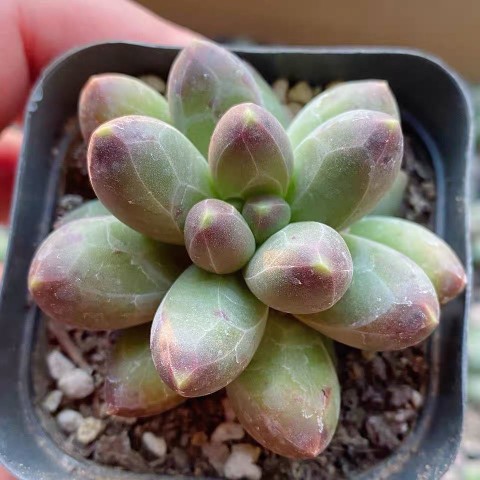 千代田之松多肉植物暗纹 钻石纹 阳台桌面盆栽带盆栽好含盆包邮